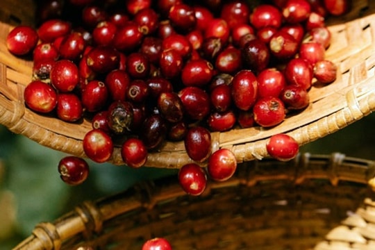 Giá cà phê hôm nay 18/1/2026: Sát mốc 99.000 đồng/kg, thị trường thế giới đồng loạt khởi sắc