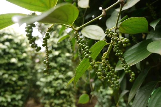 Giá tiêu hôm nay 20/1/2026: Đi ngang quanh mốc 147.500 – 148.500 đồng/kg