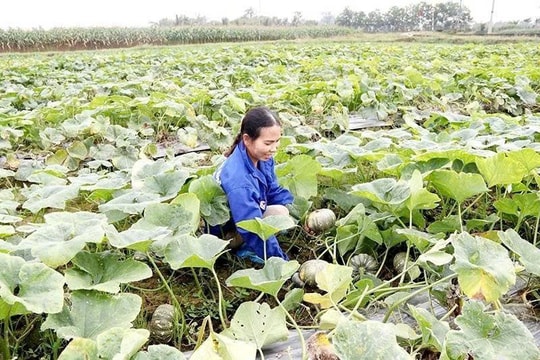 Nông dân Thanh Hóa chọn cách “để quả lại ruộng”, mở hướng thu nhập ổn định