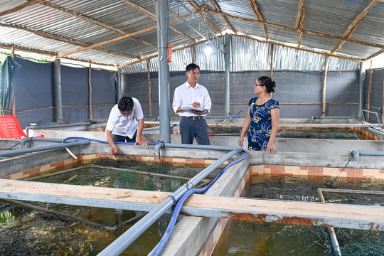 Nông dân An Giang mạnh dạn nuôi con "bò trườn" theo cách mới, thu về lợi nhuận hàng trăm triệu
