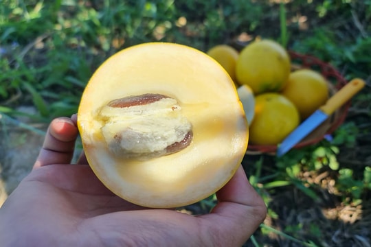 Nhiều mô hình mới, hiệu quả, giúp nông dân Lâm Đồng vươn lên làm giàu