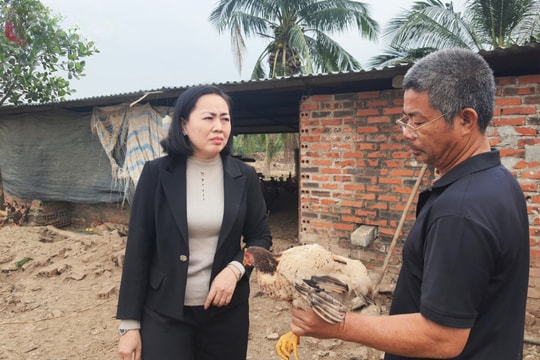 Từ vùng đất bán biệt lập, nông dân Quảng Ninh tìm lối đi bền vững với một giống vật nuôi quen thuộc