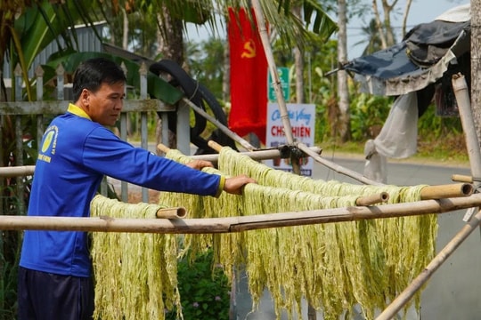 Nông dân Cần Thơ tuốt lá thành sợi, mở ra hướng làm giàu mới vô cùng độc đáo