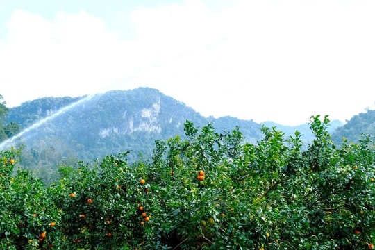 Giữa thung lũng đá vôi, nông dân Nghệ An lựa chọn “đi chậm” để tạo nên giống đặc sản riêng
