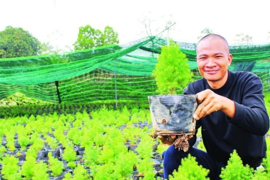 Nông dân Lạng Sơn kiên trì với giống "đặc sản quý" tưởng chừng sắp biến mất, giờ thành công xây dựng nên cả cơ nghiệp lớn