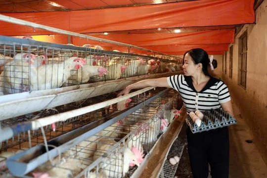 Mô hình "đẻ trứng vàng" đang mang lại doanh thu cả tỷ đồng cho người nông dân Bắc Ninh
