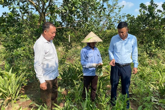Từ đất lúa bạc màu, nông dân Hưng Yên nuôi lớn một giống cây quý cho "trái ngọt"