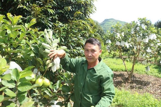 Trồng đủ loại cây, người nông dân Quảng Ngãi thu tới 1,5 tỷ đồng/năm