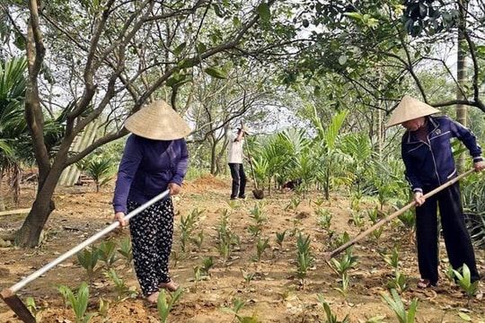 Từ vài gốc cây "quen thuộc" quanh nhà, nông dân Hà Tĩnh bén rễ với hướng khởi nghiệp ít ai để ý