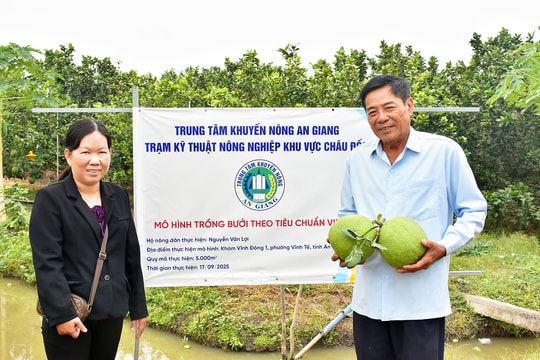Từ phố về quê, người nông dân An Giang “bén duyên” với giống trái vỏ xanh, ruột ngọt