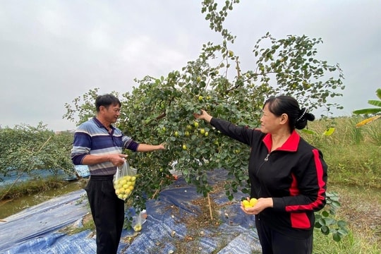 Nông dân Hải Phòng biến vùng ruộng bỏ hoang thành “vườn vàng” trĩu quả trước thềm Tết