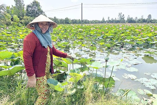 Mô hình luân canh độc đáo của người nông dân Cần Thơ cho thu nhập hàng trăm triệu