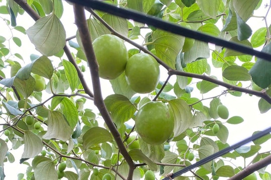 Loại quả gắn liền tuổi thơ có giá trị to lớn với sức khỏe nếu ăn đúng cách
