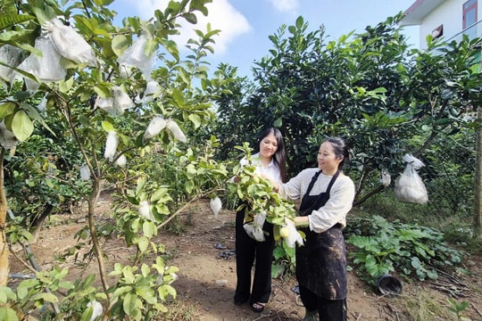 Nông dân Quảng Trị làm giàu từ đất bãi bồi ven sông với mô hình kinh tế tổng hợp hiệu quả