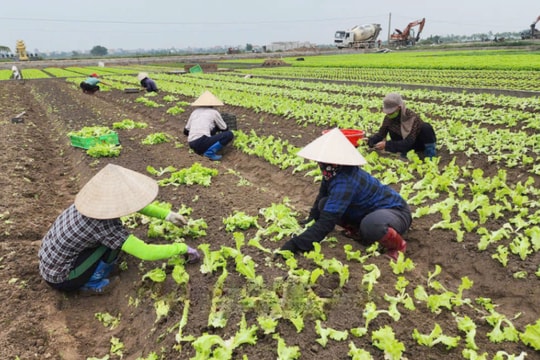 Tết càng đến gần, người nông dân Hưng Yên càng tiến sát tới mùa bội thu