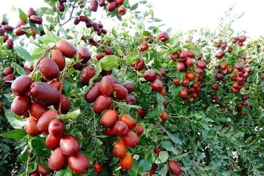 Không cần thuốc bổ đắt tiền, loại quả này giúp nhiều người cải thiện giấc ngủ và khỏe hơn