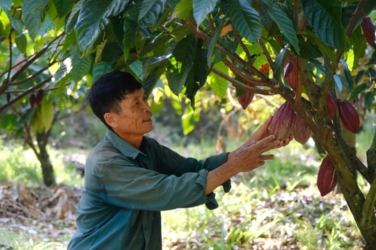Trồng xen canh hai giống cây "đặc sản", người nông dân Lâm Đồng đã tìm thấy công thức tăng lợi nhuận mới