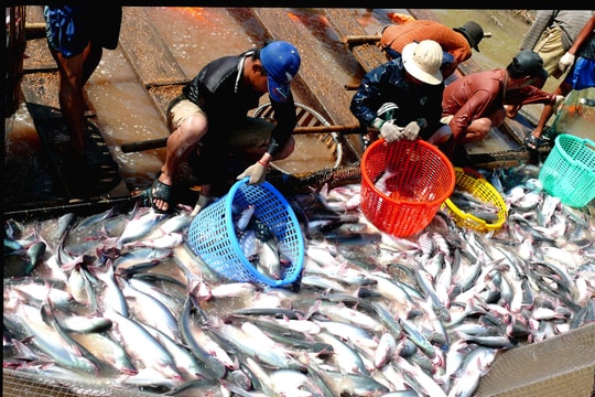 Một cổ phiếu đầu ngành thủy sản được khuyến nghị mua với tiềm năng sinh lời tới 24%