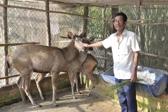 Nuôi con vật hoang dã, nông dân An Giang tìm ra hướng làm giàu hiệu quả, thu nhập vài trăm triệu/năm