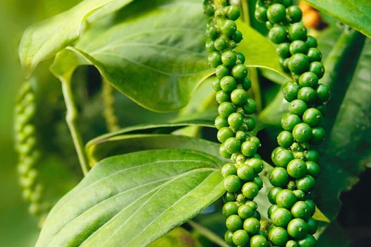 Giá tiêu hôm nay 31/1/2026: Thị trường trong nước biến động trái chiều