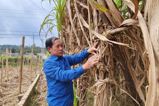 Nông dân Lạng Sơn đổi mới tư duy, trồng một loại cây trồng mang lại thu nhập gấp nhiều lần lúa
