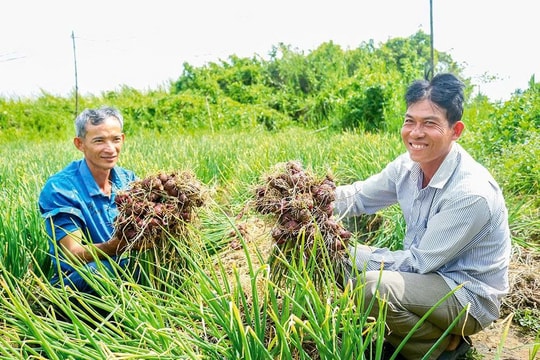 Nông dân Cần Thơ chuyển hướng sản xuất, hướng tới hiệu quả thay vì may rủi mùa vụ