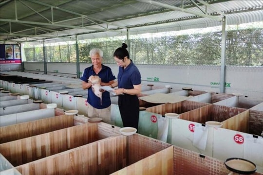 Không ồ ạt, không ăn xổi, người nông dân Đồng Nai chọn hướng chăn nuôi bền vững, đều tay thu về dòng tiền lớn