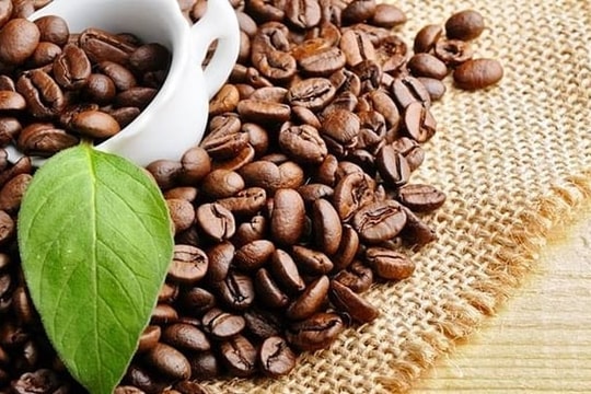 Giá cà phê hôm nay 3/2/2026: Nội địa nhích nhẹ đầu tuần