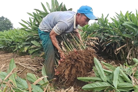Nông dân Thanh Hóa từ bỏ cây mía, chuyển sang trồng giống cây mới cho thu nhập cao