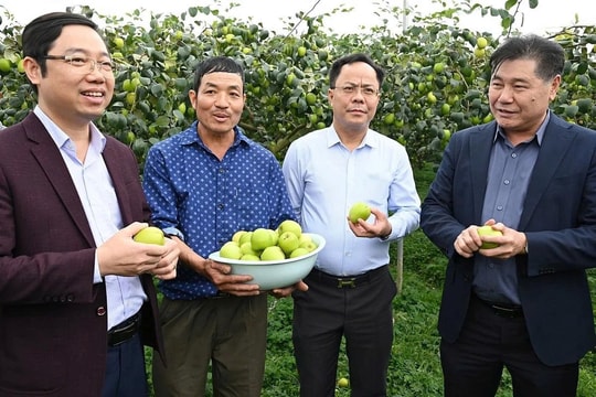 Nông dân Ninh Bình tiếp cận "bí quyết" mới, nâng cao chất lượng cây ăn quả