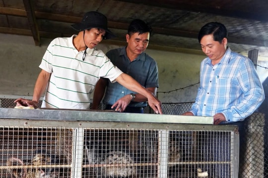 Nông dân Quảng Trị nuôi loài đặc sản ít người làm, thu về số tiền lên đến 9 con số mỗi năm
