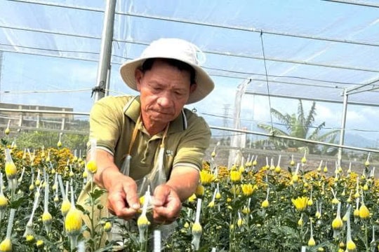 Nông dân Quảng Ngãi “đánh thức” đất bãi bồi bằng mô hình độc đáo, thương lái thu mua giá cao tận ruộng