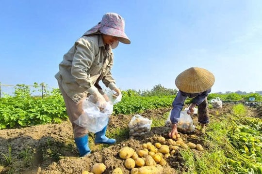 Nông dân Thanh Hóa trúng mùa một loại củ ít ai ngờ tới, tiền về kịp lúc đón Tết