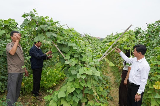 Nông dân ven sông La tại Hà Tĩnh tăng tốc sản xuất trên những cánh đồng bị lũ, kỳ vọng vụ Tết bội thu