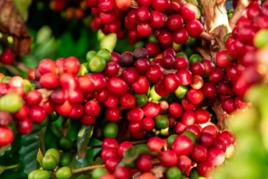 Giá cà phê hôm nay 9/2/2026: Tuột khỏi mốc 100.000 đồng/kg