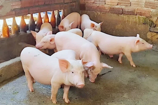 Giá heo hơi hôm nay 9/2/2026: Đà giảm kéo dài suốt tuần, dao động 72.000 – 76.000 đồng/kg