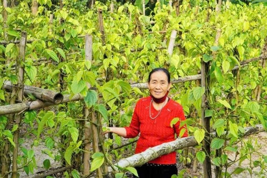 Nông dân Hà Tĩnh giữ nghề “tiến vua”, tạo nguồn thu nhập 100 - 120 triệu đồng mỗi năm