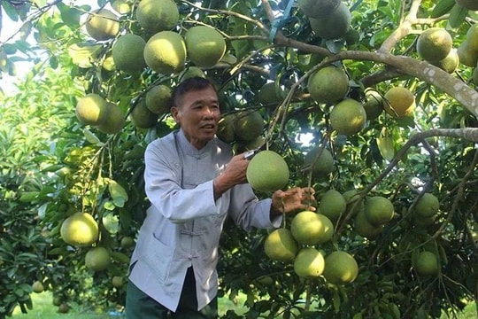 Nông dân Thanh Hóa thu lãi 400 triệu đồng mỗi năm nhờ mô hình mới lạ