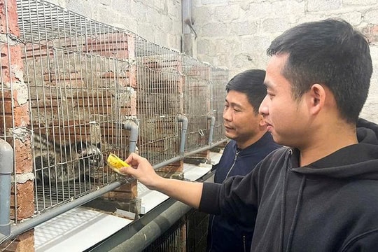 Nông dân sinh năm 1999 tại Hà Tĩnh bỏ phố về quê, chi hàng chục triệu nuôi con đặc sản giá cao