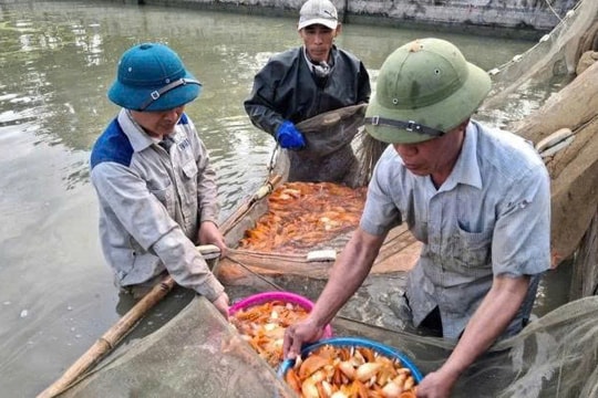 Nông dân Nghệ An đón đầu nhu cầu Tết bằng giống cá "quý", mỗi vụ thu lãi hàng chục triệu đồng
