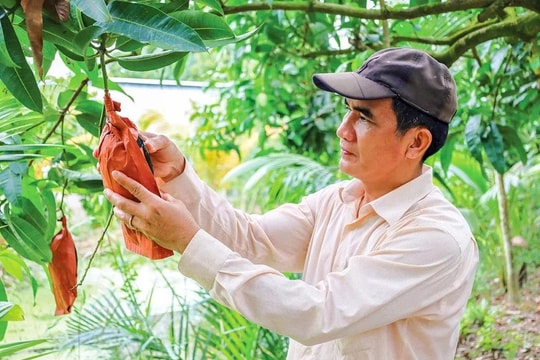 Nông dân Cần Thơ tất bật làm trái "Tài Lộc", có loại gần 1 triệu đồng vẫn kín đơn trước Tết