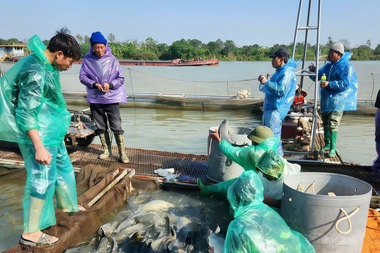 Nông dân Hưng Yên nâng thu nhập nhờ mô hình “đa cây, đa con”