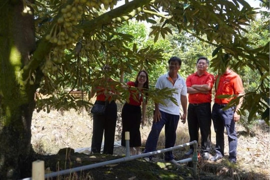 Một ngày ở trang trại của người nông dân Nam Bộ: "Máy móc làm gần hết việc"