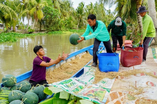 Trồng trái "đỏ, ngọt, nhiều nước", nông dân Cần Thơ ấm no đón Tết