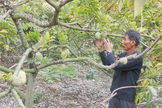 Nông dân Hải Phòng biến vườn đồi thành “mỏ vàng”, dễ dàng thu vài trăm triệu mỗi vụ thu hoạch