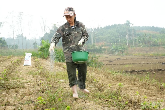 Nông dân Lào Cai “đánh thức” vùng bãi ven sông Hồng: Bước đi đang thay đổi sinh kế