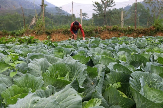 Không thuốc cỏ, không phân hóa học, nông dân Nghệ An có bí quyết gì để nông sản vẫn bán hết?