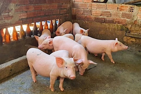 Giá heo hơi hôm nay 17/2/2026: Lác đác nơi giảm 1.000 đồng/kg, mặt bằng chung vẫn neo cao