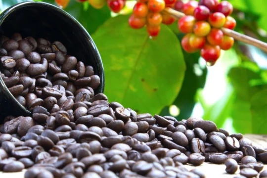 Giá cà phê hôm nay 24/2/2026: Lao dốc sau Tết, nội địa mất mốc 94.000 đồng/kg