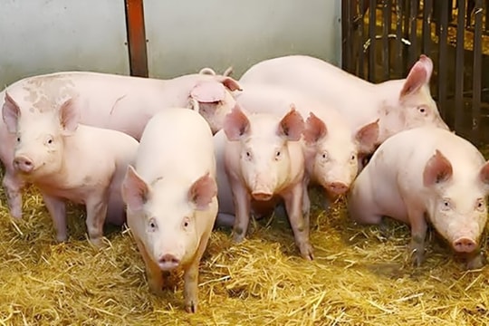 Giá heo hơi hôm nay 24/2/2026: Tiếp đà giảm sau Tết, xuất hiện mức 69.000 đồng/kg